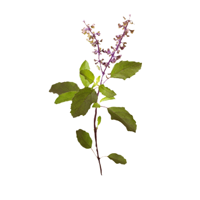 tulsi leaf png clipart