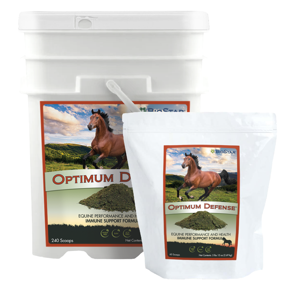 Turmeric for Horses Made Simple - The Little Feed Company