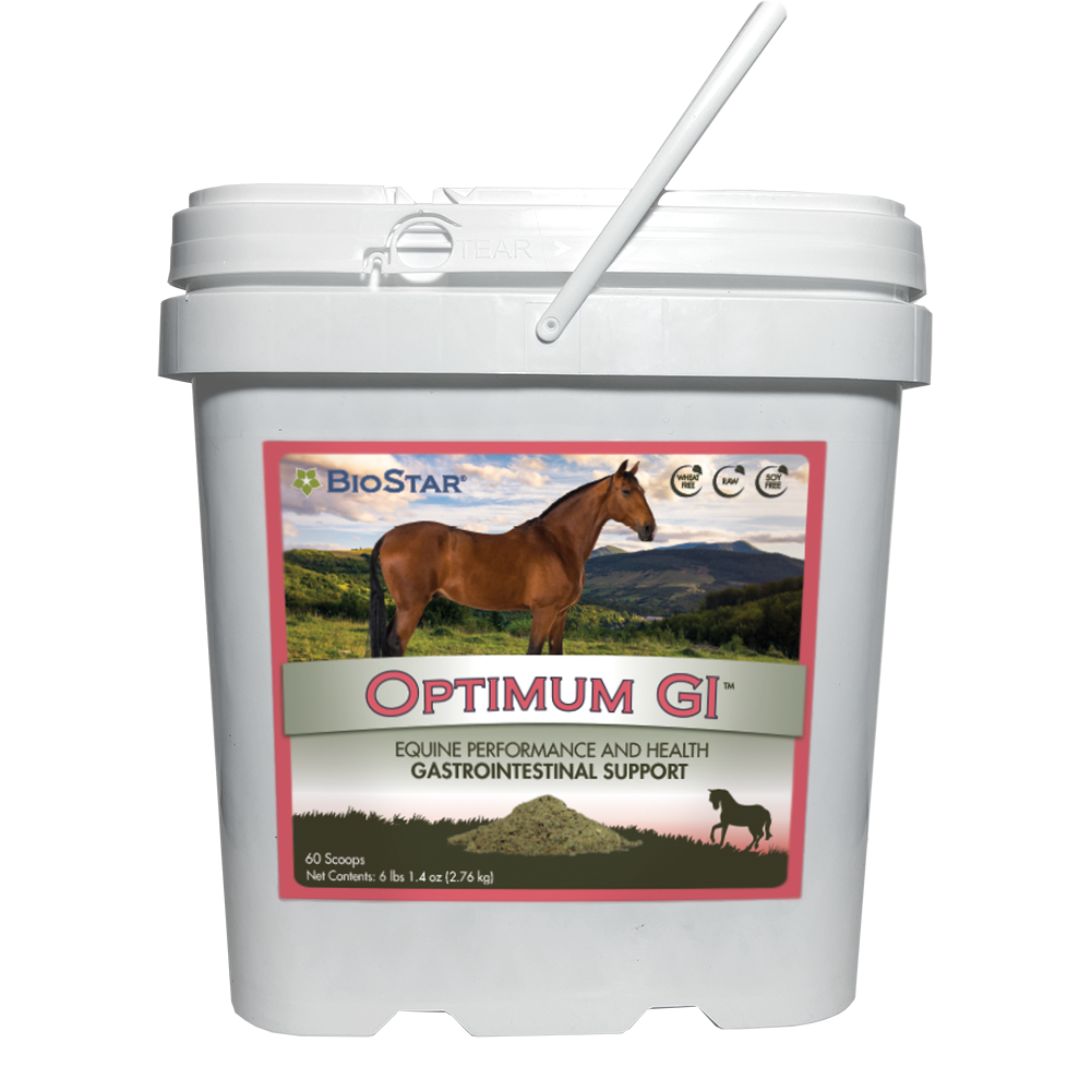 Buy wholesale Natural biscuits for horses with apple